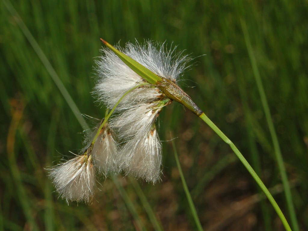 Dei ciuffetti senza nome - Eriophorum sp.